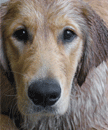 Golden Retriever Rescue dog