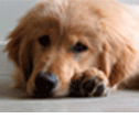 Golden Retriever Rescue dog